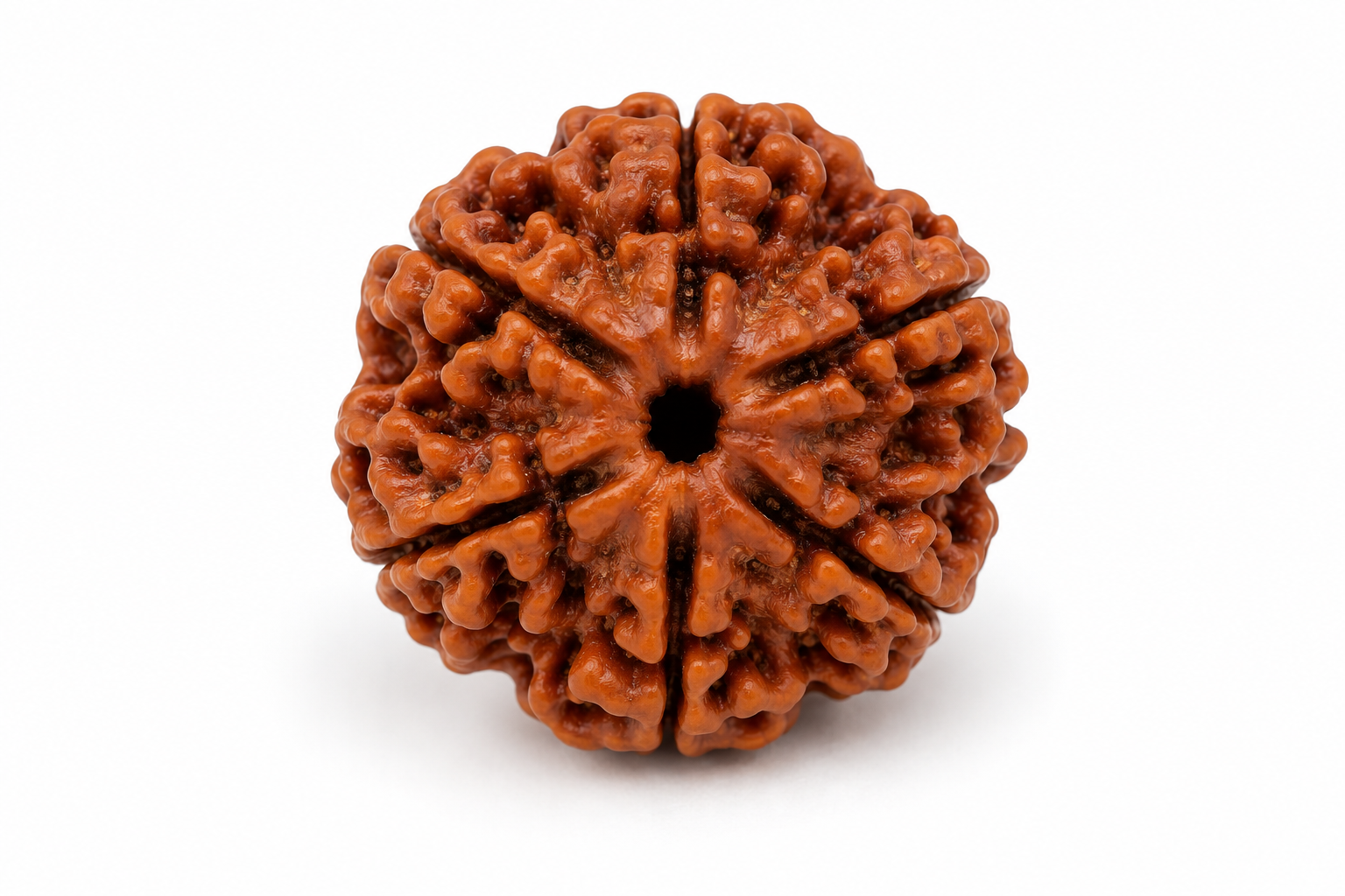 6 Mukhi Rudraksh - Image 2